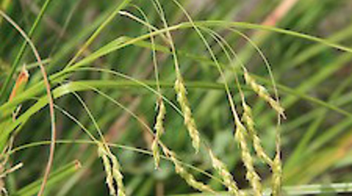 A close up photo showing the seed heads.