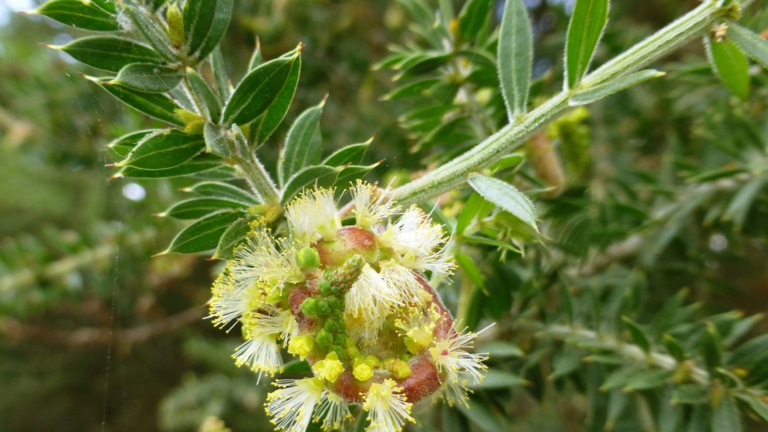 Close up of prickly leaved wattle flowers and seeds.