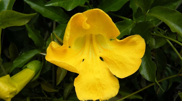 Close up of the yellow flower of cats claw creeper.