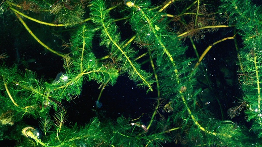 Close up of Eurasian watermilfoil floating in the water.