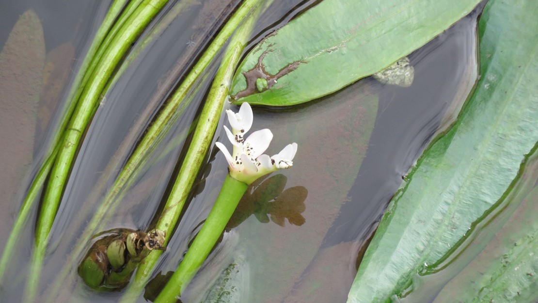 Close up of a cape pond weed flower in the water.