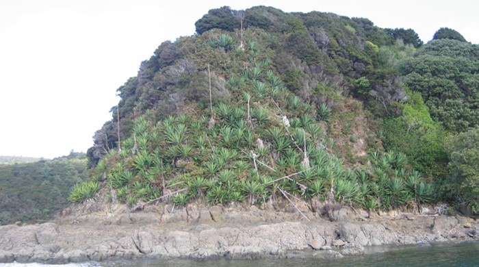 Furcraea growing on a coastal cliffside.