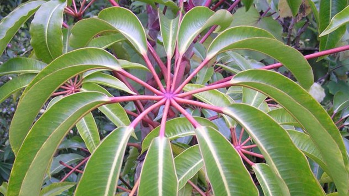A cluster of leaves at the top of the Queensland umbrella tree.