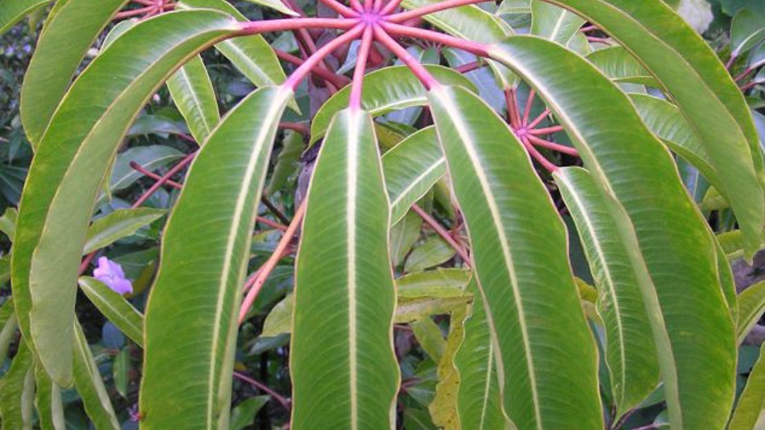 A cluster of leaves at the top of the Queensland umbrella tree.