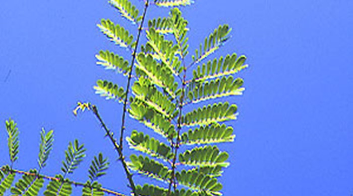 Underside of Mysore Thorn leaves with sky in background.