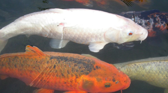 An albino carp and a normal koi carp swimming side by side.