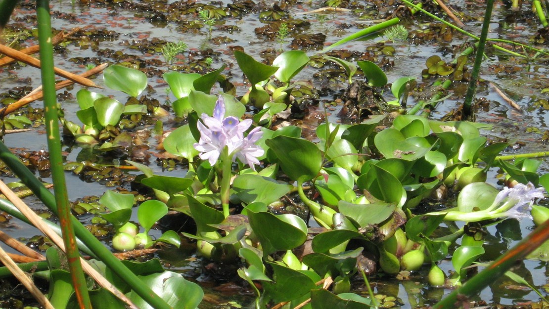 Water Hyacinth floating on surface of a pond.