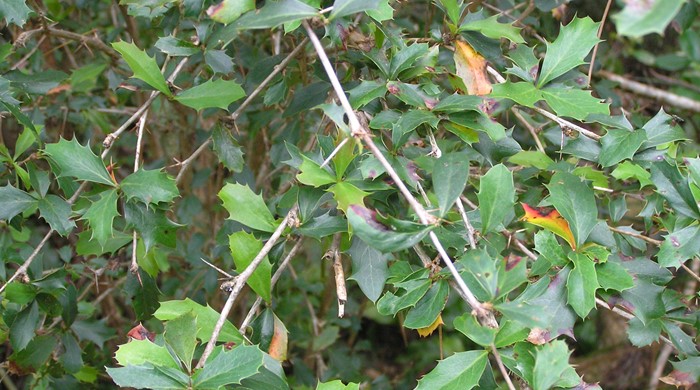 Branches of barberry shrub with sharp spines.