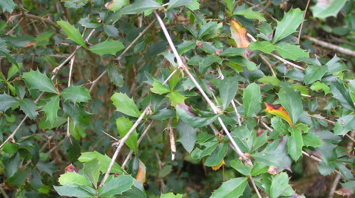 Branches of barberry shrub with sharp spines.