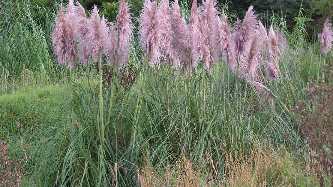 A dense bush of pampas grass.