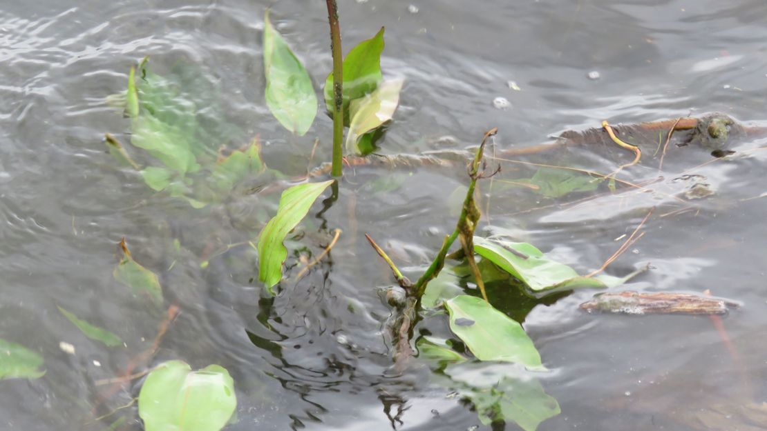 Water Plantain emerging from water surface with young flower spike.