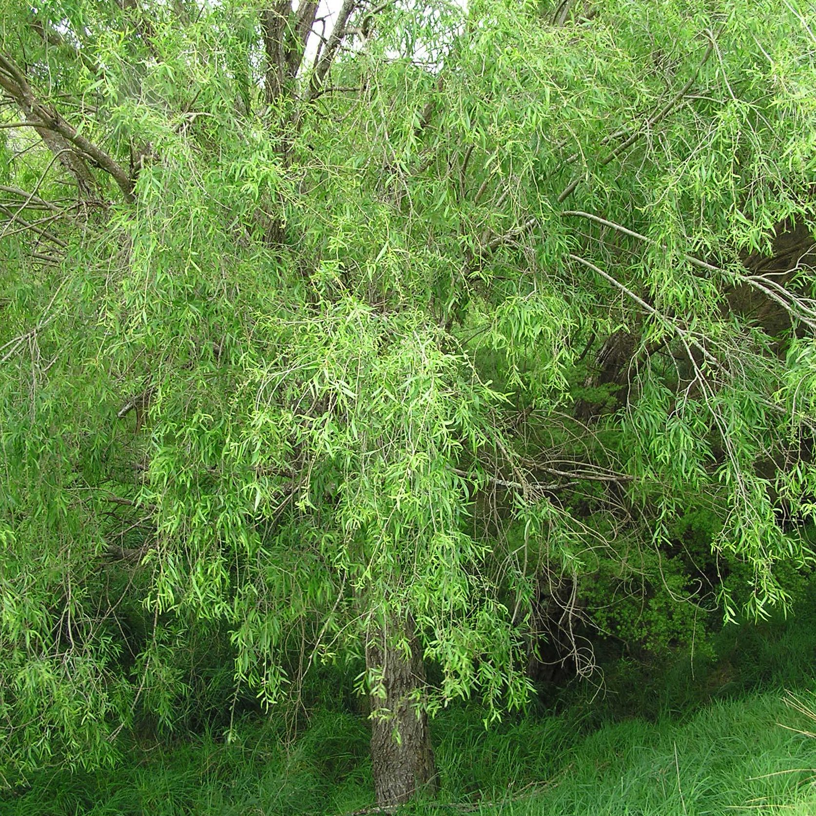 Grey Willow Tree