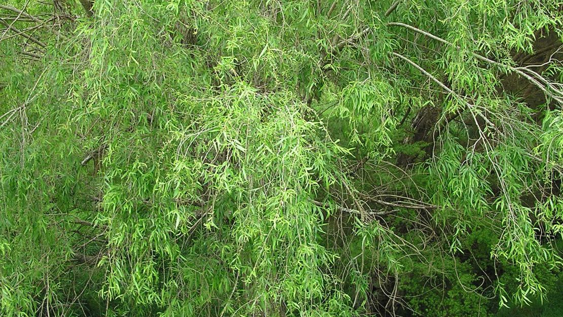 Mature crack willow tree.