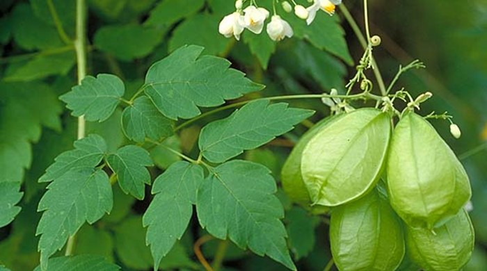 Photo showing the flowers, leaves and 'balloons'.