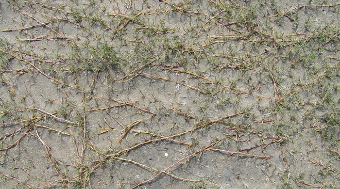 Crawling vines of salt water paspalum in the sand.