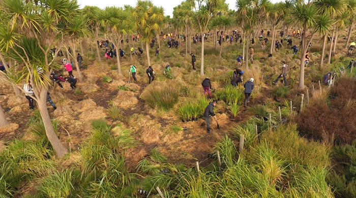 Many people digging and planting among cabbage trees. 