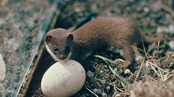 A weasel looking over an egg.