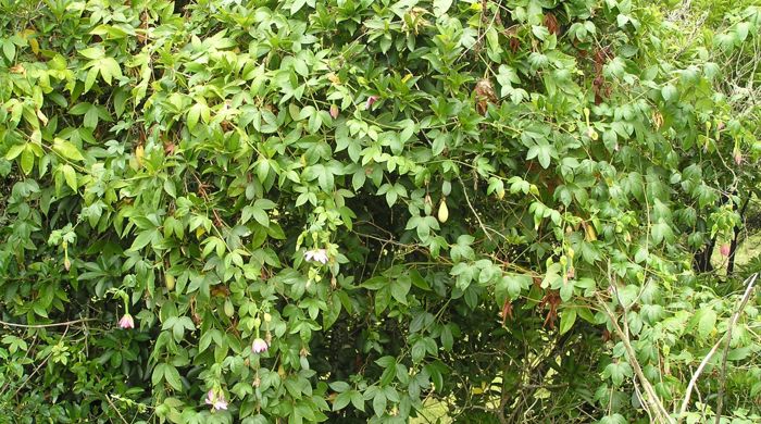 A trailing bush of banana passionfruit with a few flowers dotted around.