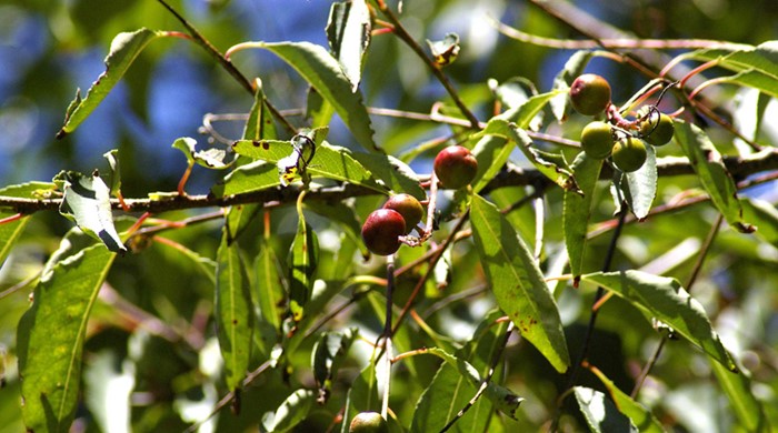 Close up of rum cherry berries.
