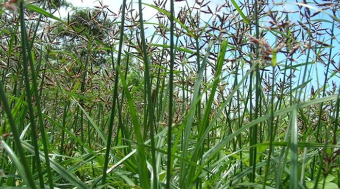 Nutgrass colony with mature flower heads.