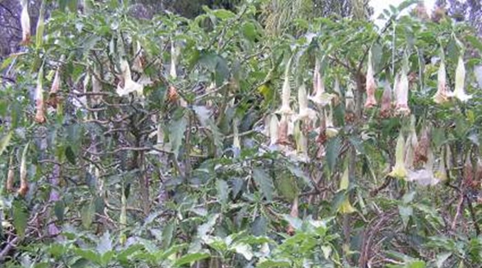 A small angels trumpet tree with flowers hanging down and leaves.