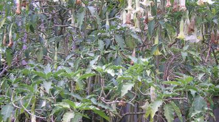 A small angels trumpet tree with flowers hanging down and leaves.