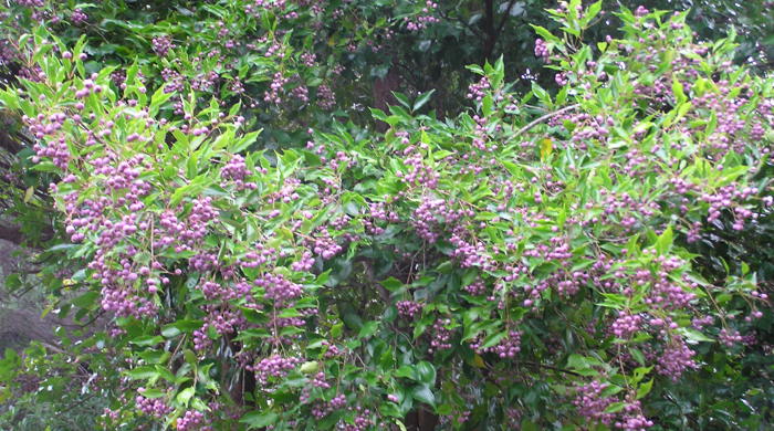 Monkey Apple Tree covered in pink fruit.