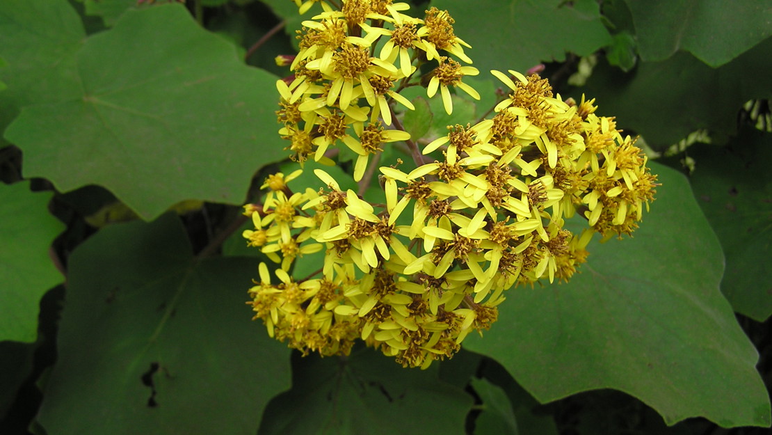 Close up of Velvet Groundsel flowers.