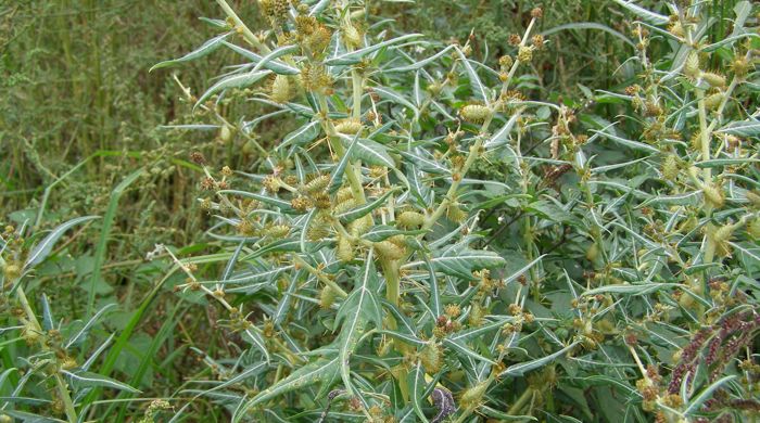 Close up of the bathurst bur leaves with hairy seed pods.