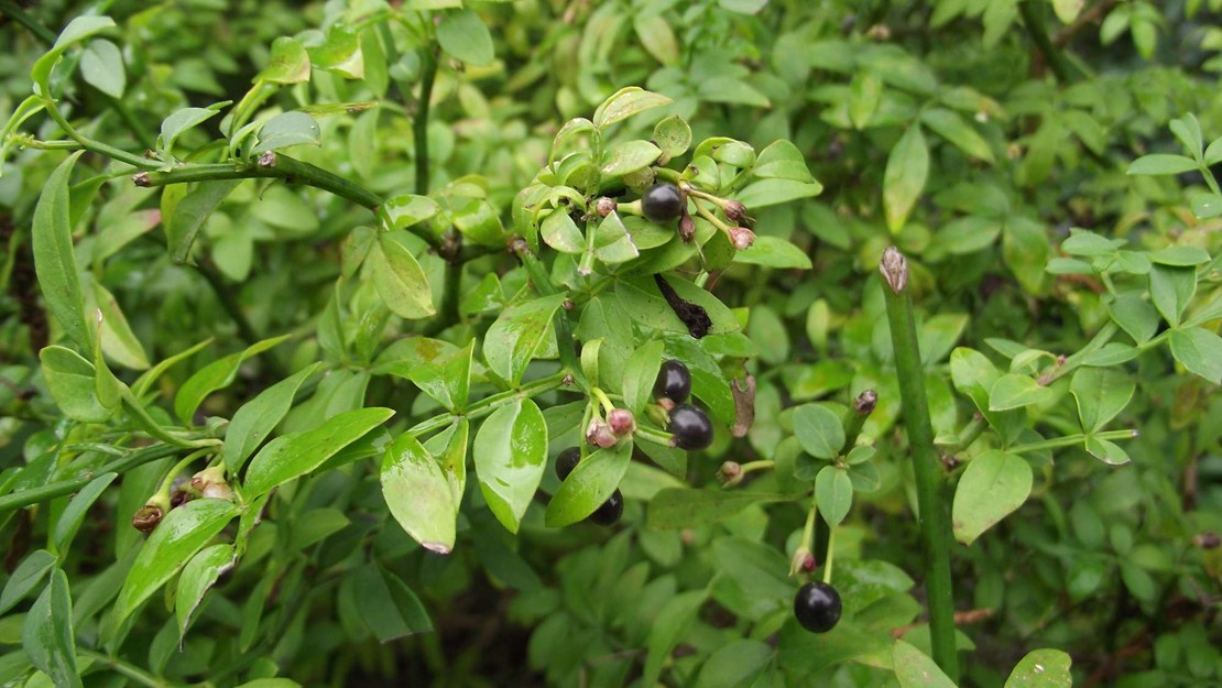Italian Jasmine shrub with mature berries.