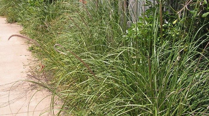 African feather grass lined up between a pavement and a fence. 