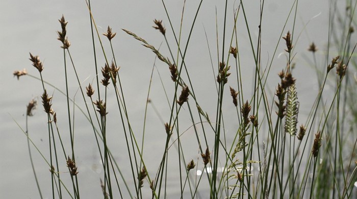 Photo showing the green stalks and brown heads of the Divided Sedge near water.