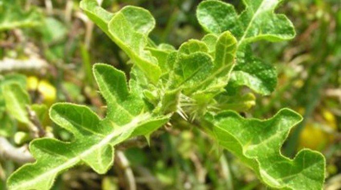 The leaves of the apple of Sodom tree is flared around the edges.