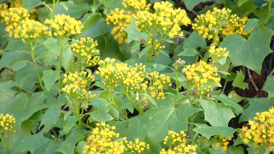 German ivy flowers growing above the leaves.