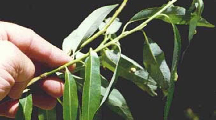 Hand holding Crack Willow stem.