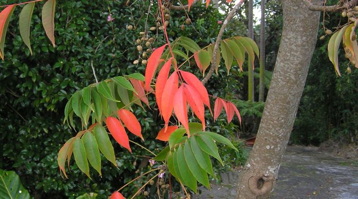 The red and green leaves of rhus trees.