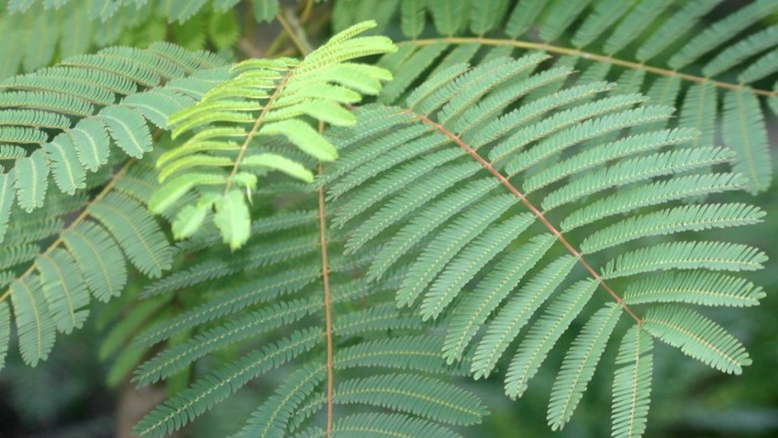 Silky acacia leaves in a canopy.