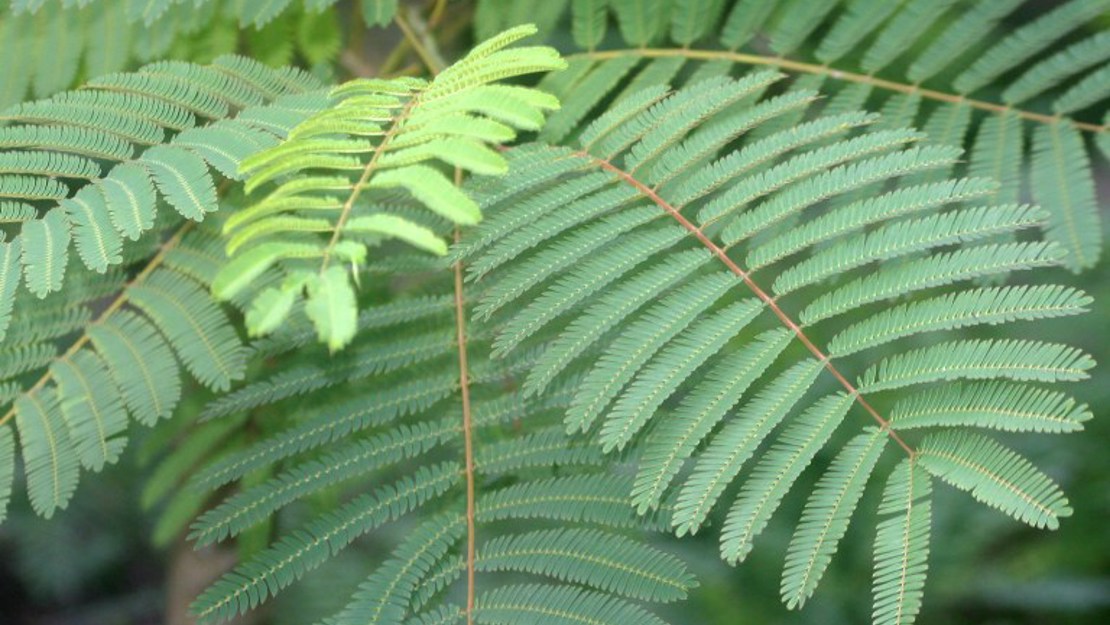 Silky acacia leaves in a canopy.