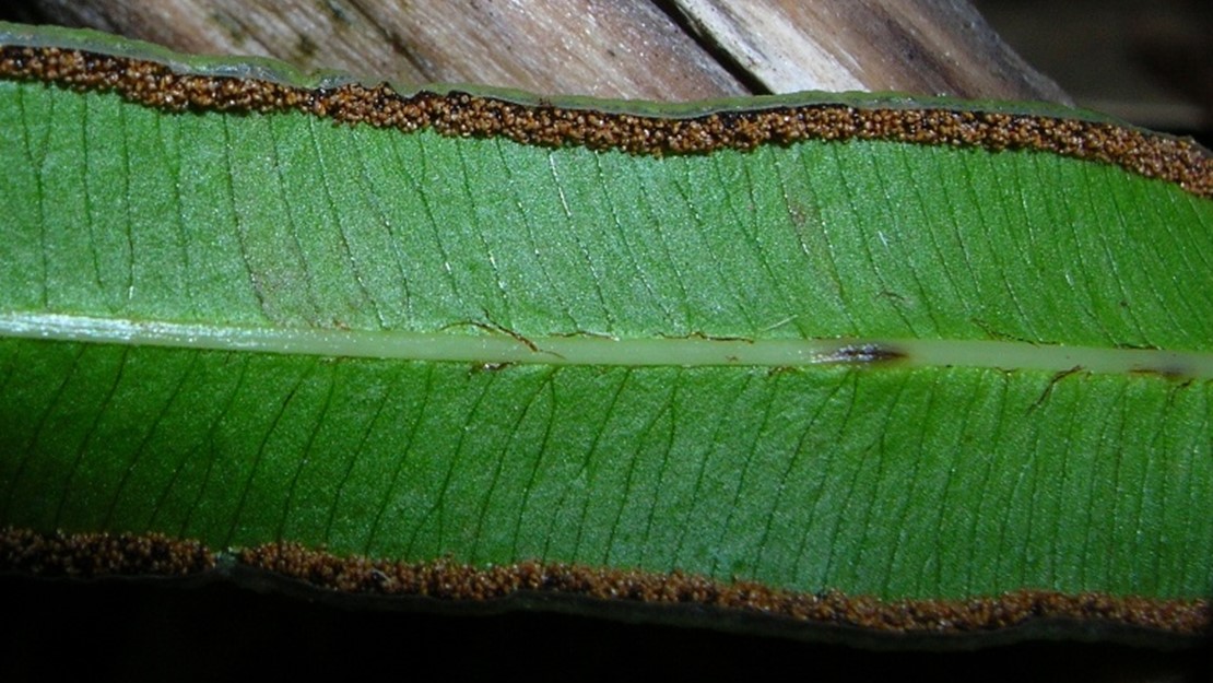 Close up of the underside of a cretan brake leaf with spores along either side.