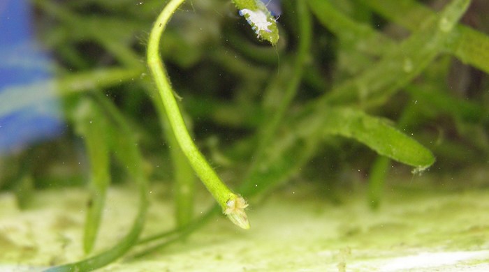 Close up of eel grass stem underwater.