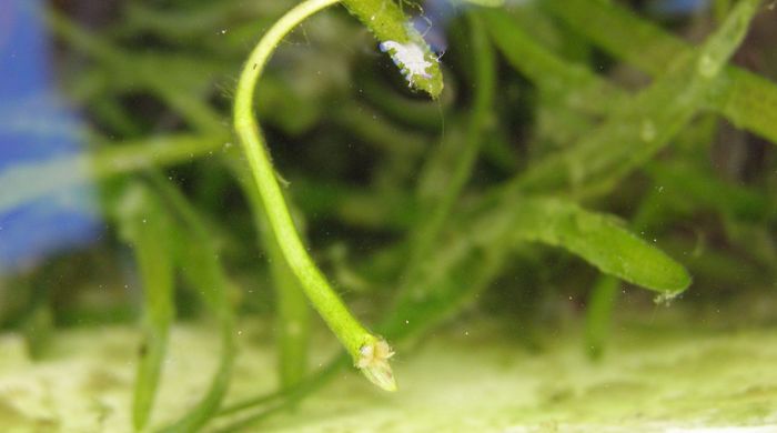 Close up of eel grass stem underwater.