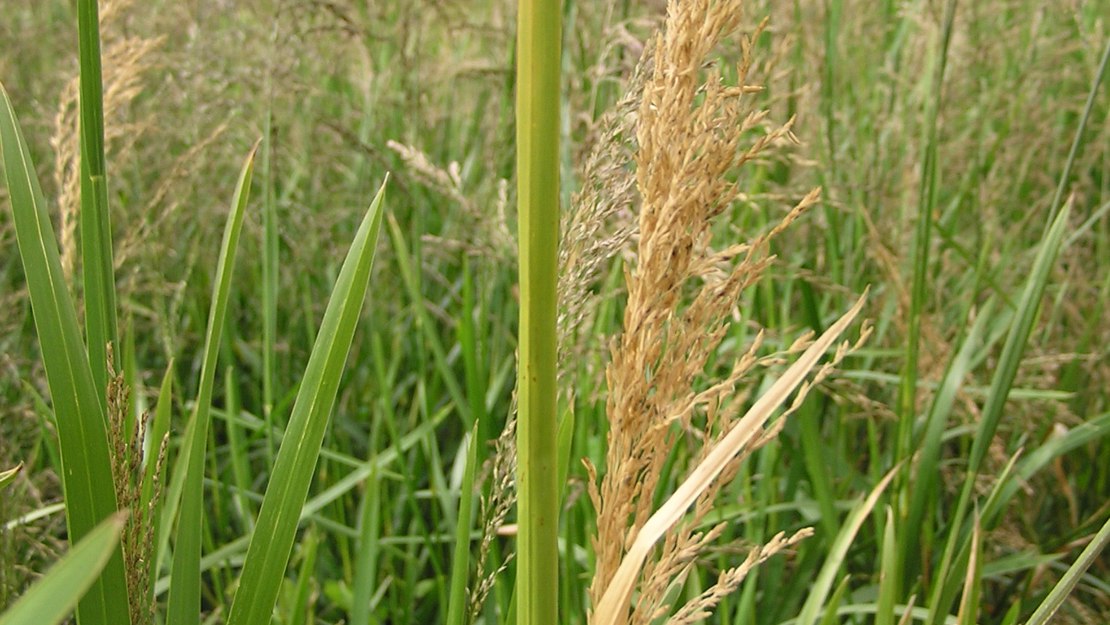 Reed sweet grass