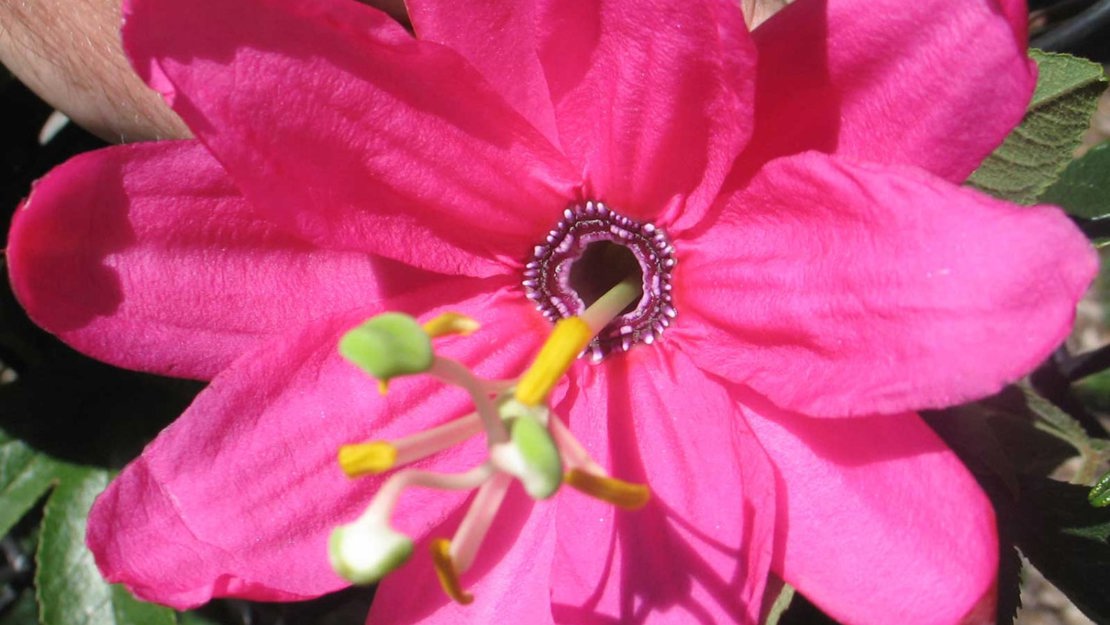 Bright pink banana passionfruit flower.