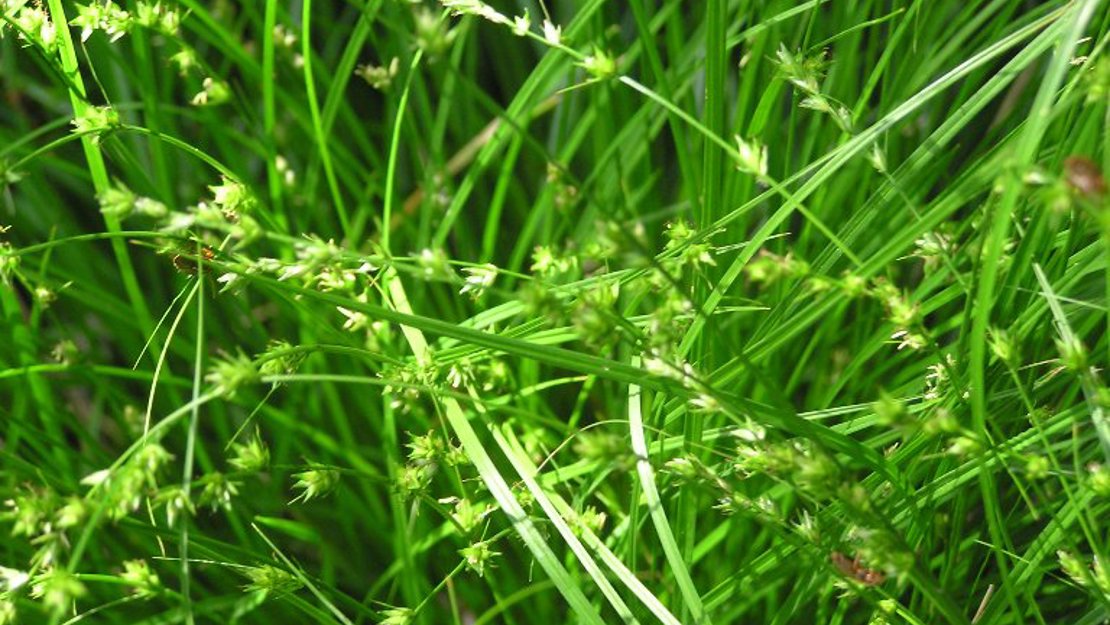 Dense bush of carex.