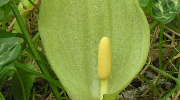 Close up of an Italian arum flower.