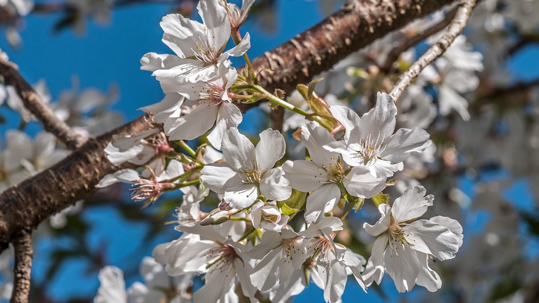 Close up of cherry flowers on branch.