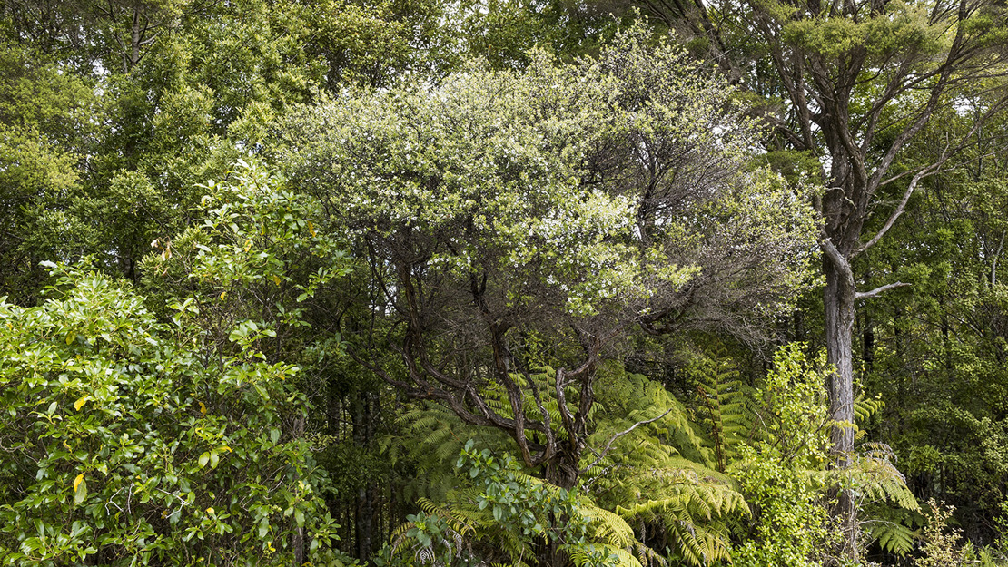 Dense forest of mānuka and kānuka.