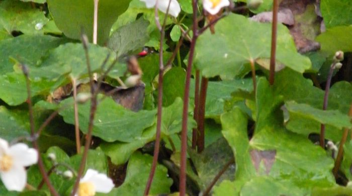 Snow poppy flowers on tall thin stalks above flat leaves.