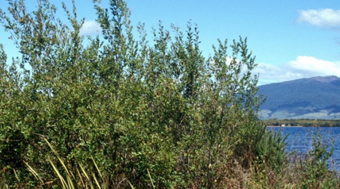 Stand of young willows on the edge of a lake.