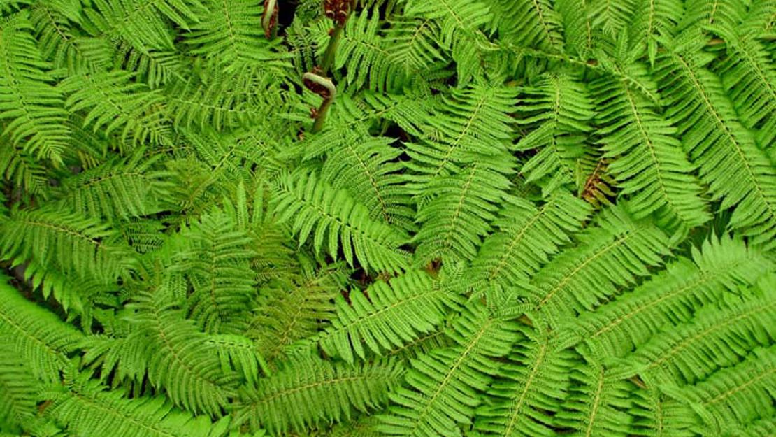 A canopy of rough tree fern leaves.